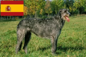 Read more about the article Irish Wolfhound breeders and puppies in Spain