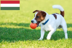 Read more about the article Jack Russell breeders and puppies in Hungary