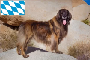 Read more about the article Leonberger breeders and puppies in Bavaria