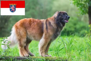 Read more about the article Leonberger breeders and puppies in Hessen