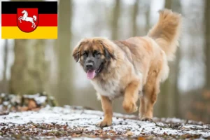 Read more about the article Leonberger breeders and puppies in Lower Saxony