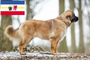 Read more about the article Leonberger breeders and puppies in Mecklenburg-Vorpommern