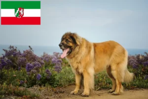 Read more about the article Leonberger breeders and puppies in North Rhine-Westphalia