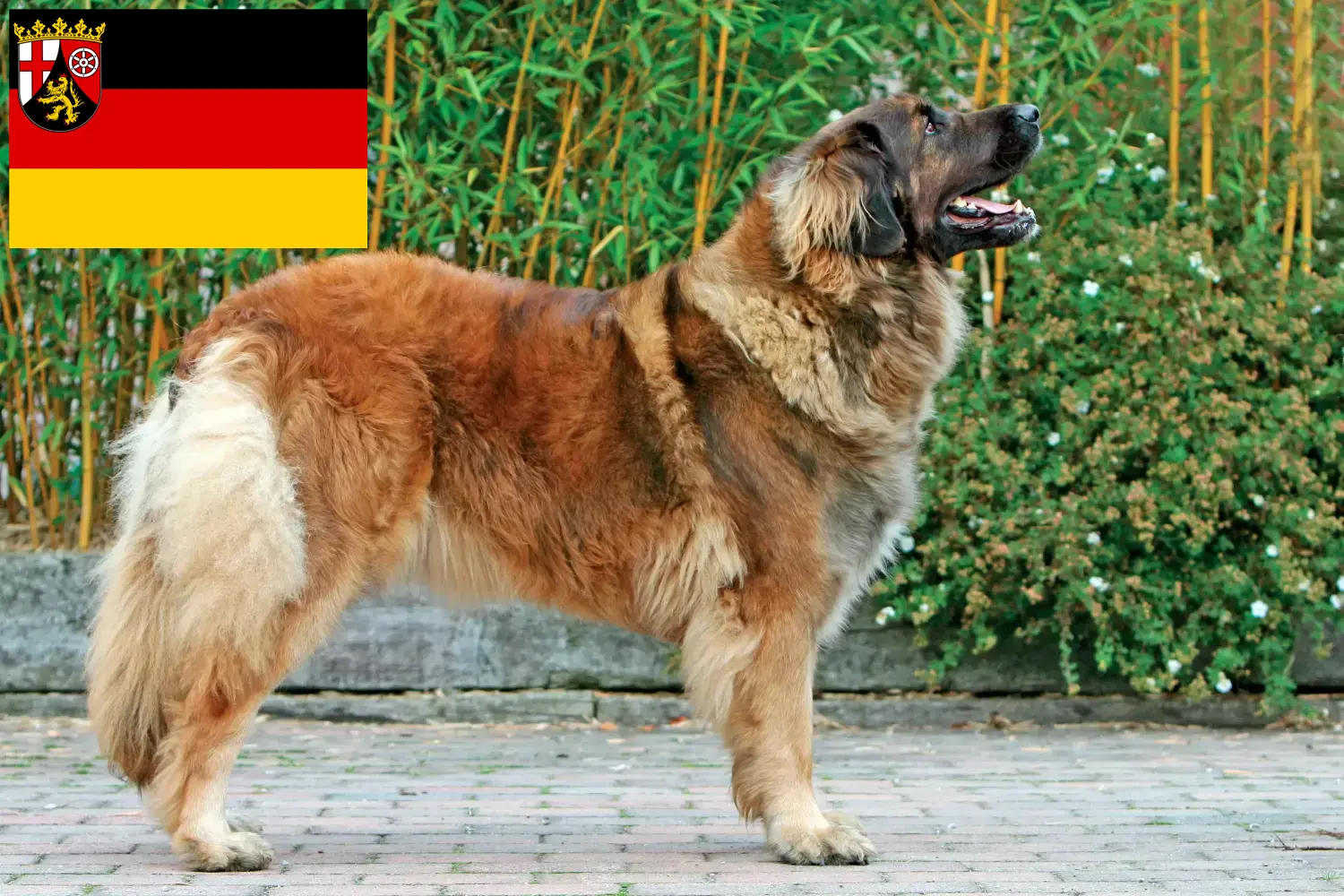 Read more about the article Leonberger breeders and puppies in Rhineland-Palatinate