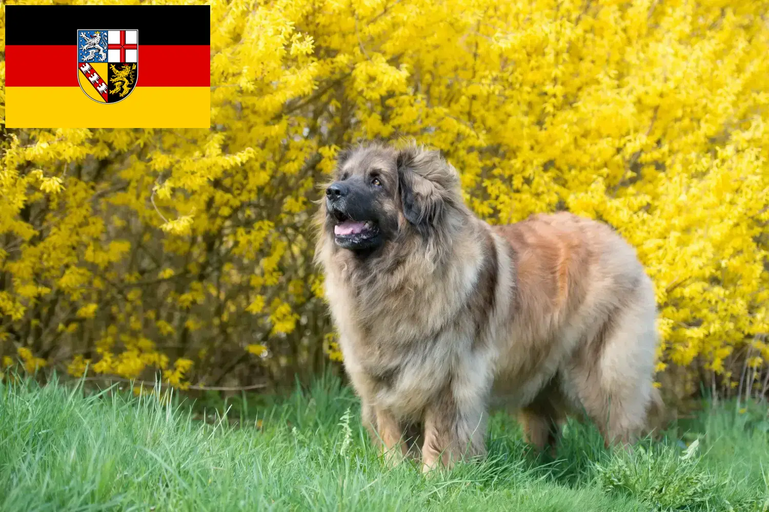 Read more about the article Leonberger breeders and puppies in Saarland