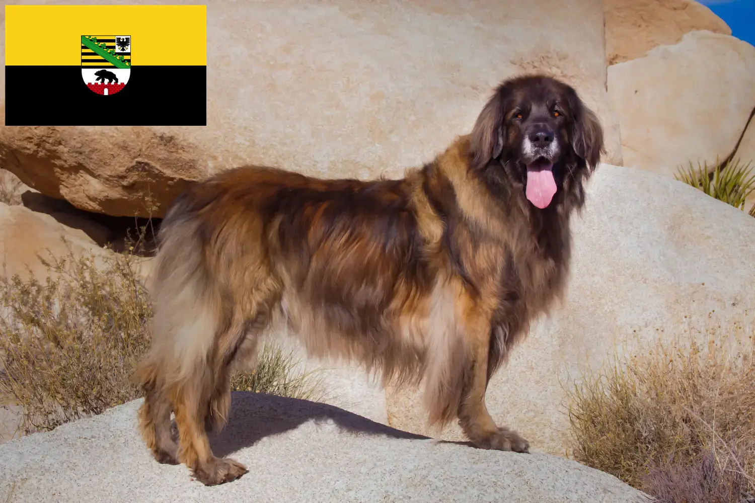 Read more about the article Leonberger breeders and puppies in Saxony-Anhalt