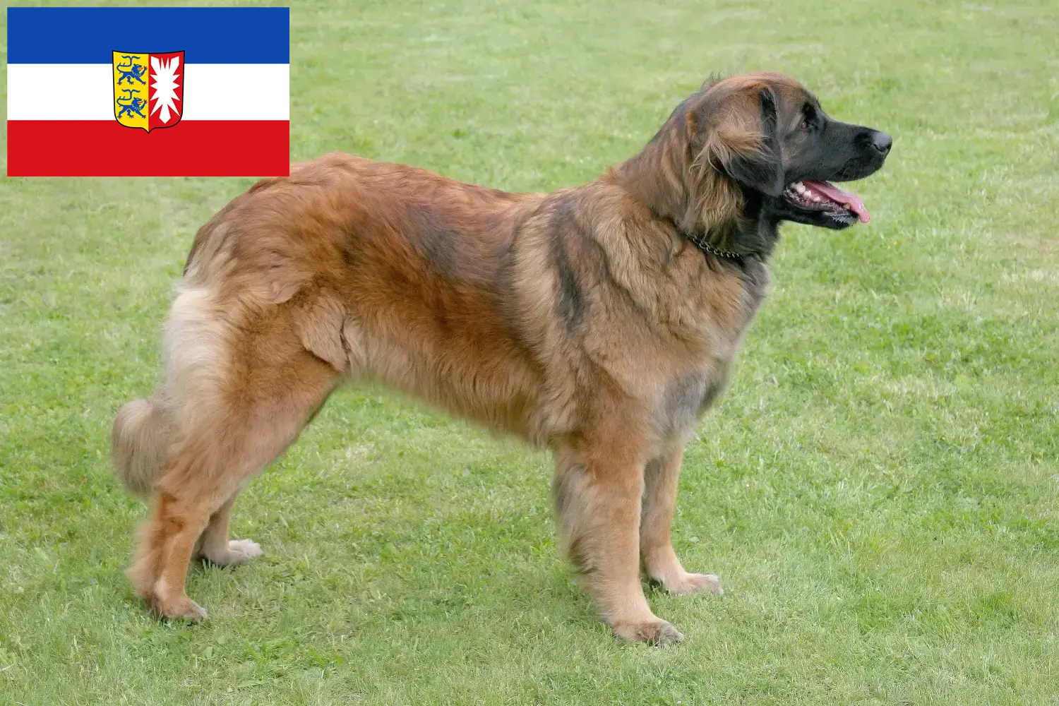 Read more about the article Leonberger breeders and puppies in Schleswig-Holstein