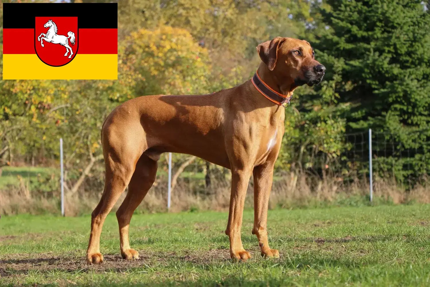 Read more about the article Rhodesian Ridgeback breeders and puppies in Lower Saxony