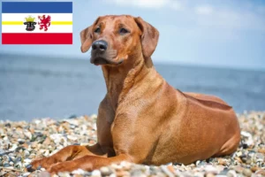 Read more about the article Rhodesian Ridgeback breeders and puppies in Mecklenburg-Vorpommern