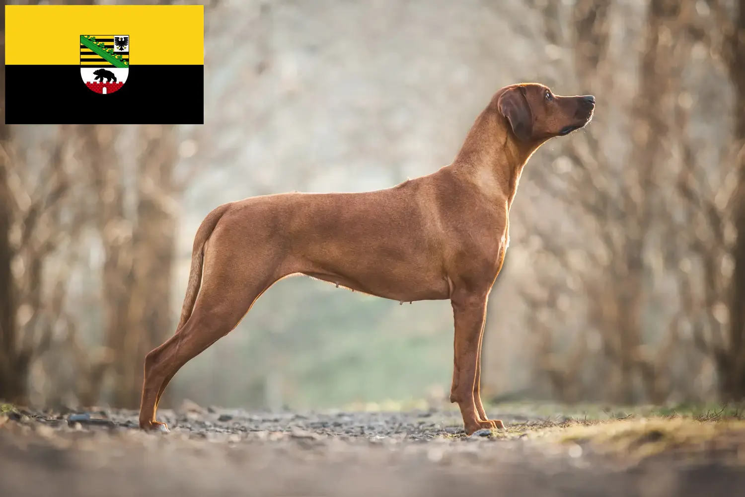 Read more about the article Rhodesian Ridgeback breeders and puppies in Saxony-Anhalt