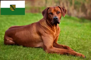 Read more about the article Rhodesian Ridgeback breeders and puppies in Saxony