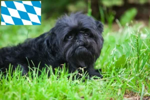 Read more about the article Affenpinscher breeders and puppies in Bavaria