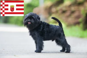 Read more about the article Affenpinscher breeders and puppies in Bremen