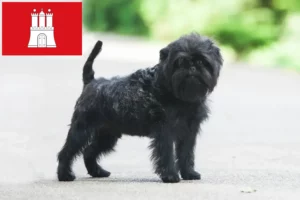Read more about the article Affenpinscher breeders and puppies in Hamburg