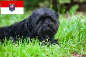 Read more about the article Affenpinscher breeders and puppies in Hessen