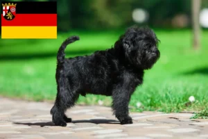 Read more about the article Affenpinscher breeders and puppies in Rhineland-Palatinate