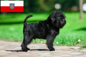 Read more about the article Affenpinscher breeders and puppies in Thuringia
