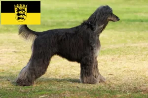 Read more about the article Afghan Hound breeders and puppies in Baden-Württemberg