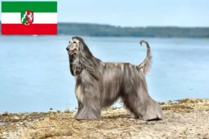 Read more about the article Afghan Hound breeders and puppies in North Rhine-Westphalia