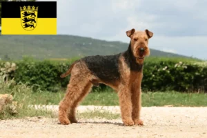 Read more about the article Airedale Terrier breeders and puppies in Baden-Württemberg