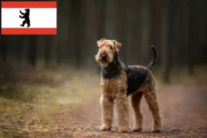 Read more about the article Airedale Terrier breeders and puppies in Berlin