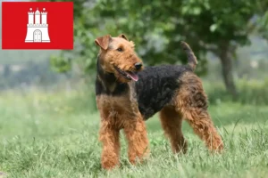 Read more about the article Airedale Terrier breeders and puppies in Hamburg