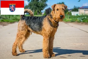Read more about the article Airedale Terrier breeders and puppies in Hessen