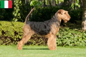 Read more about the article Airedale Terrier breeders and puppies in Italy