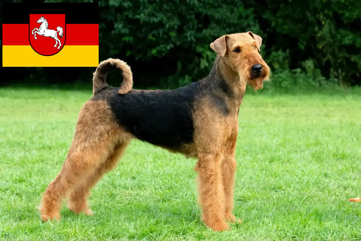 Read more about the article Airedale Terrier breeders and puppies in Lower Saxony