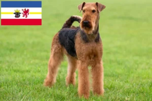 Read more about the article Airedale Terrier breeders and puppies in Mecklenburg-Vorpommern