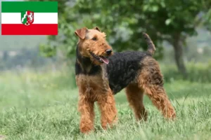 Read more about the article Airedale Terrier breeders and puppies in North Rhine-Westphalia