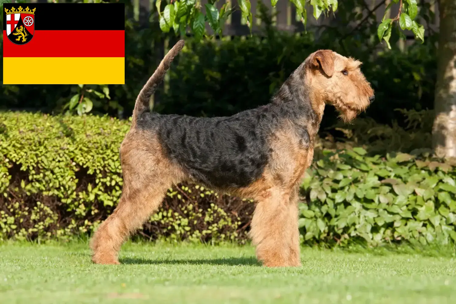 Read more about the article Airedale Terrier breeders and puppies in Rhineland-Palatinate