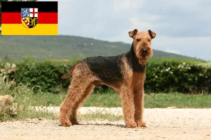 Read more about the article Airedale Terrier breeders and puppies in Saarland