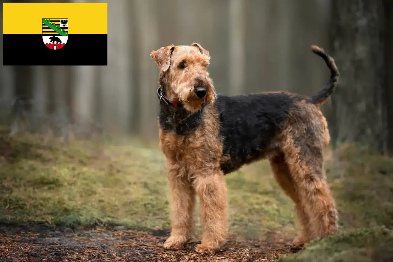 Read more about the article Airedale Terrier breeders and puppies in Saxony-Anhalt