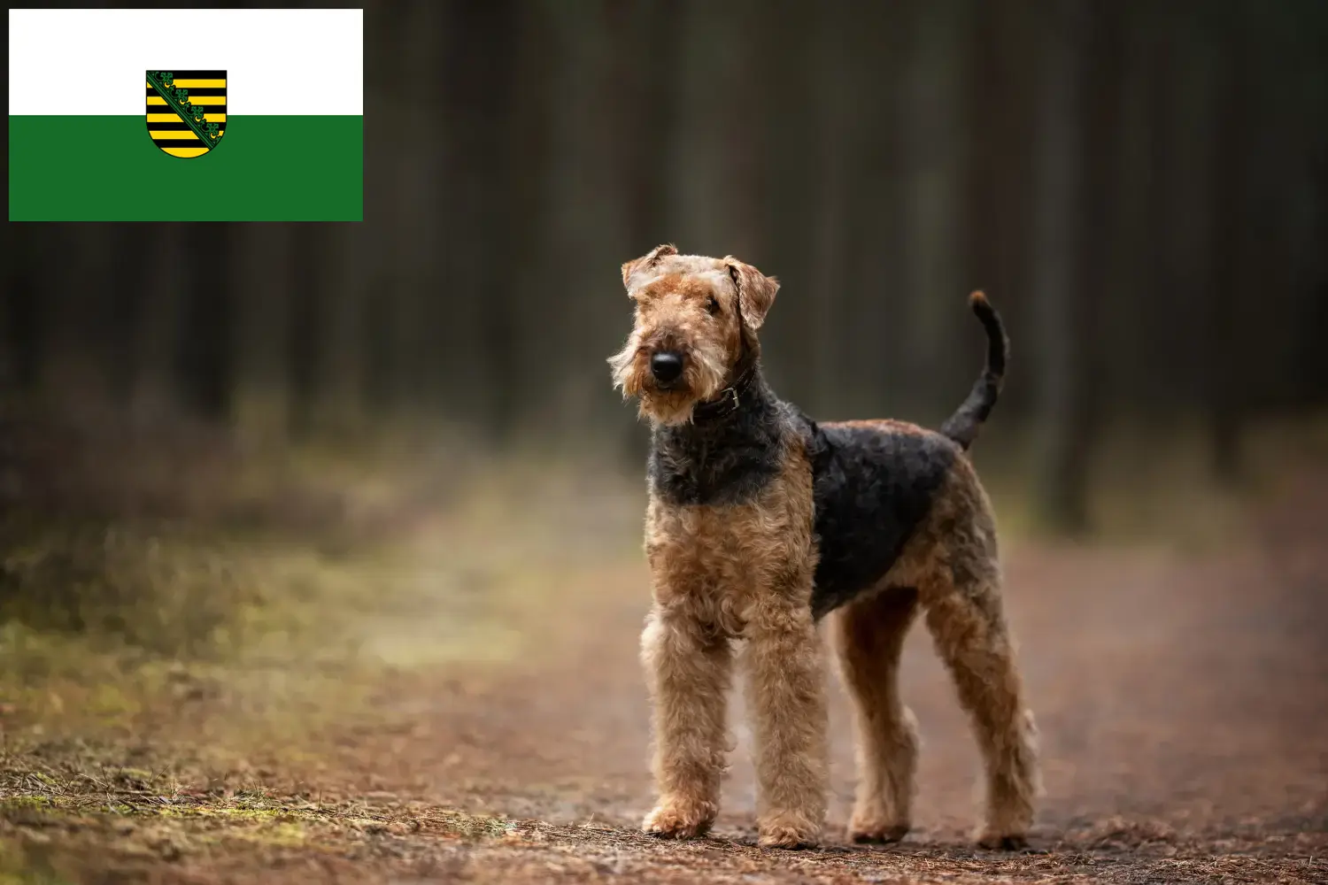 Read more about the article Airedale Terrier breeders and puppies in Saxony