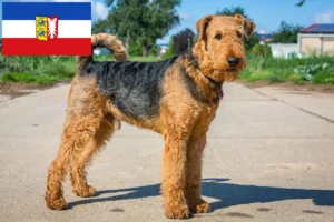 Read more about the article Airedale Terrier breeders and puppies in Schleswig-Holstein