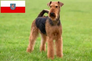 Read more about the article Airedale Terrier breeders and puppies in Thuringia
