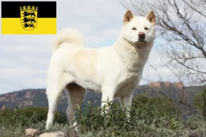 Read more about the article Akita breeders and puppies in Baden-Württemberg