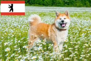 Read more about the article Akita breeders and puppies in Berlin