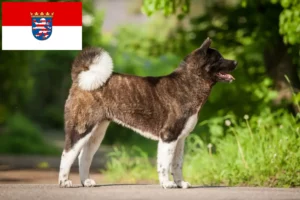 Read more about the article Akita breeders and puppies in Hessen