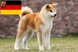 Read more about the article Akita breeders and puppies in Rhineland-Palatinate