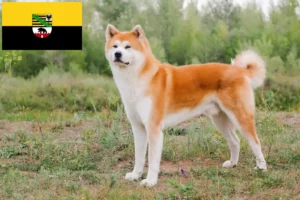 Read more about the article Akita breeders and puppies in Saxony-Anhalt