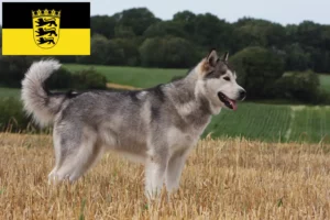 Read more about the article Alaskan Malamute breeders and puppies in Baden-Württemberg