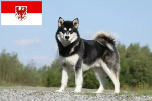 Read more about the article Alaskan Malamute breeders and puppies in Brandenburg