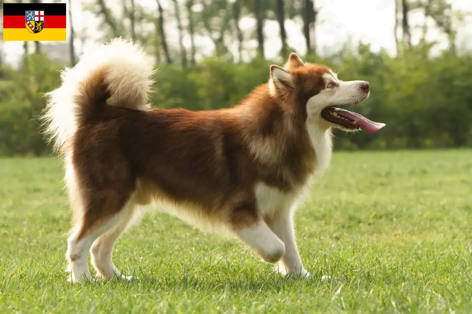 Read more about the article Alaskan Malamute breeders and puppies in Saarland