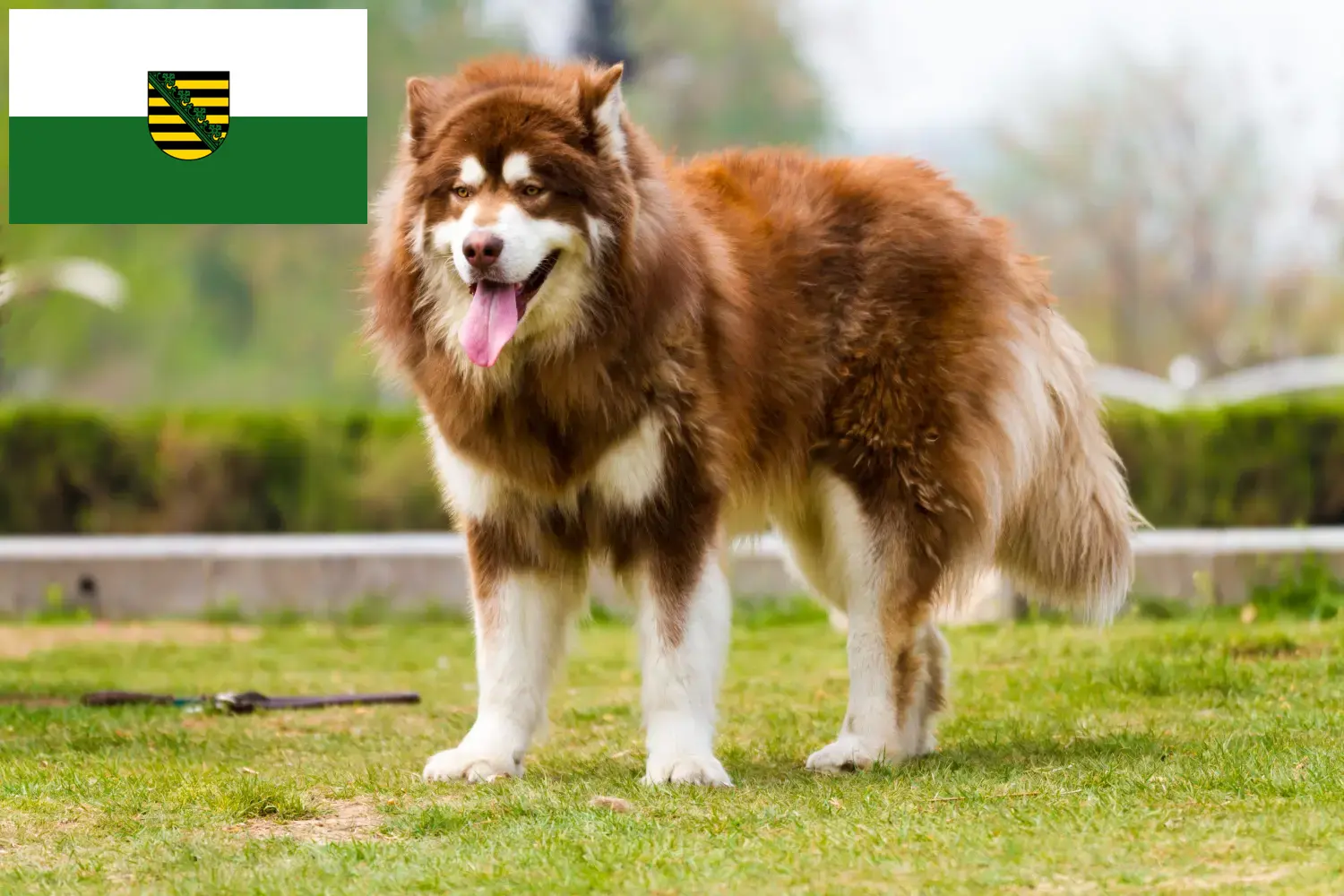 Read more about the article Alaskan Malamute breeders and puppies in Saxony
