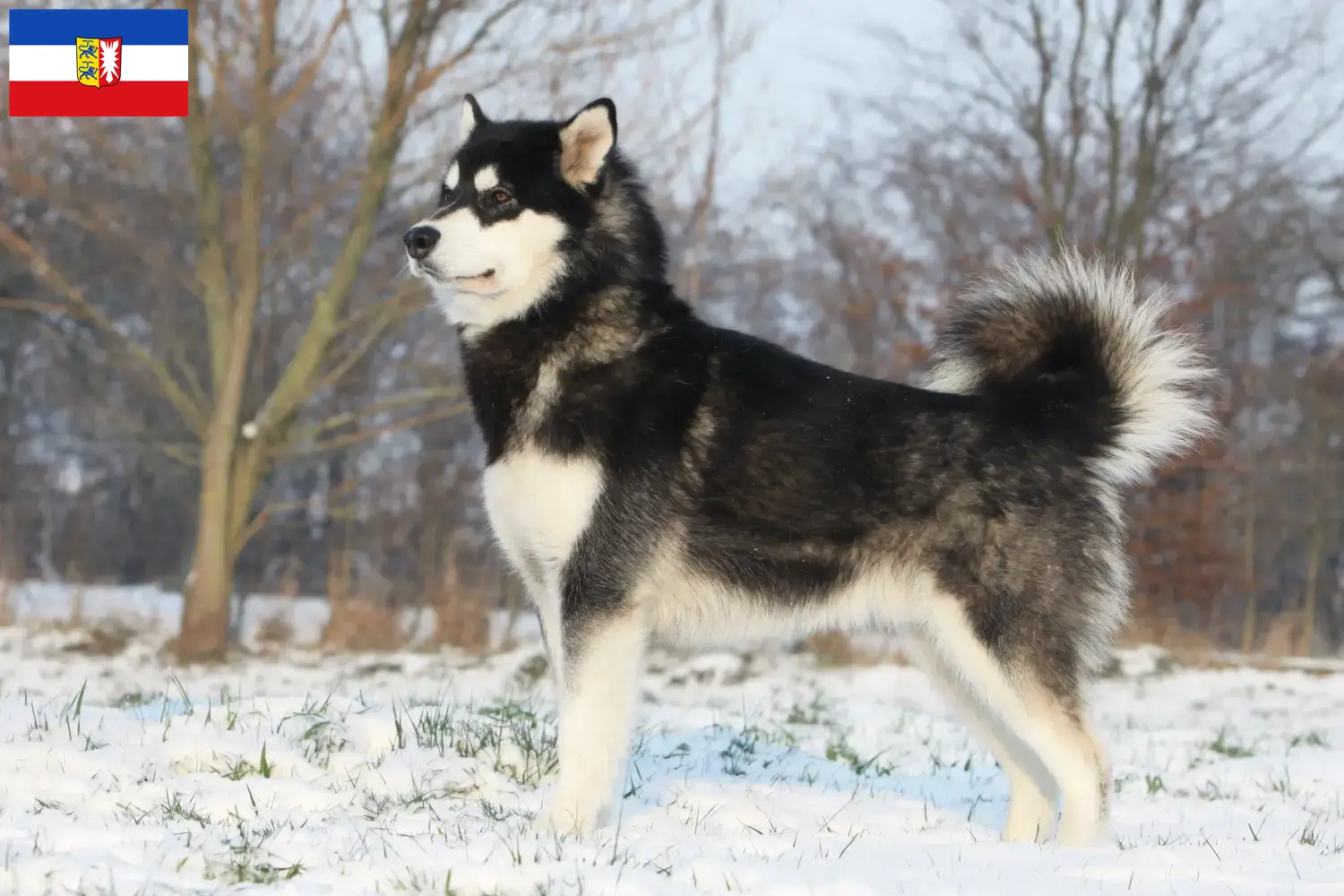 Read more about the article Alaskan Malamute breeders and puppies in Schleswig-Holstein