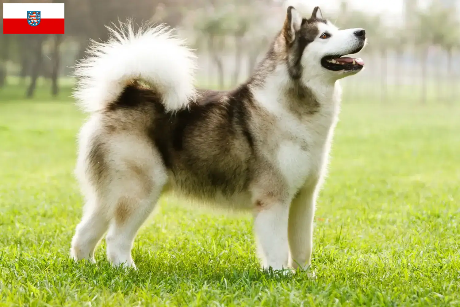 Read more about the article Alaskan Malamute breeders and puppies in Thuringia