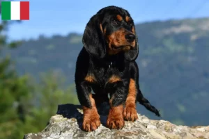 Read more about the article Alpine Dachsbracke breeders and puppies in Italy