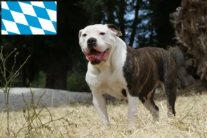 Read more about the article American Bulldog breeders and puppies in Bavaria
